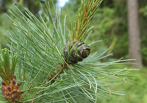 Huile essentielle de Pinus Sylvestris L. & Arbre de Noël