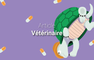 article vétérinaire préparation magistrale tortue breakdance jeux olympique